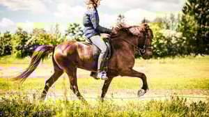 Ystäväni hevonen: Askellajiratsastus: 01.11.2015 07.03