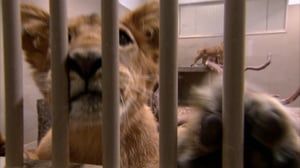 Elämäni eläimet: Eläinsairaalassa: 07.04.2016 15.30