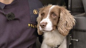 Lain pitkä nenä: 21.02.2016 19.50