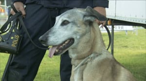 Lain pitkä nenä: 28.02.2016 19.50