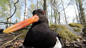 Selkämeri: Elämän suuri kierto: 12.12.2015 18.40