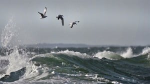 Selkämeri: Karun kaunis avomeri: 26.12.2015 18.40