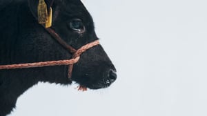 Battle - loppu öyhötykselle!: 10.03.2016 22.00