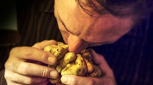 Tiededokumentti: Tuoksujen maailma: 24.12.2015 17.12