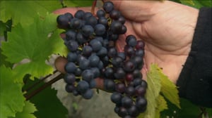 Iloa puutarhasta: 30.03.2016 19.00