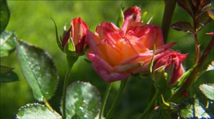 Iloa puutarhasta: 13.04.2016 19.00