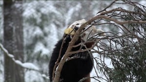 Luonto lähellä: Pikkupanda: 30.11.2015 09.00