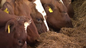 MOT: Talonpoika veitsi kurkulla: 09.05.2016 20.00