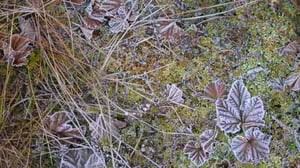 Radio Vega Åboland videoklipp: Helt åt skogen i Pomponrahka (S): 09.12.2015 18.15