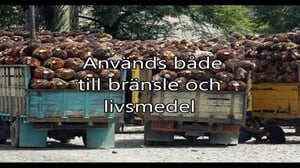 Radiohuset: Varför ska man undvika palmoja? (S): 22.12.2015 09.25