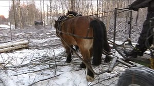 Hevoset metsätöissä Torniossa: 23.12.2015 15.20