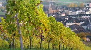 Saksaa uusin silmin: Viinirypäleet ovat kypsyneet: 19.01.2016 09.18