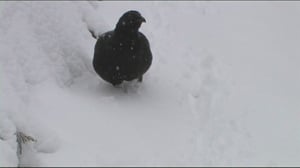 Luonto lähellä: linturisteymät (S): 11.01.2016 08.19