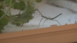 Luonto lähellä: Luonto lähellä perehtyy syötäviin hyönteisiin: 18.01.2016 09.03