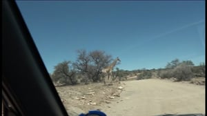 Luonto lähellä: Luonto lähellä Namibiassa (S): 01.02.2016 08.23