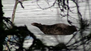 Yle Uutisluokka Triplet: Saimaannorppa saa suuremman suojelualueen - luonnonsuojelujärjestöt pitävät muutosta liian pienenä (S): 03.02.2016 11.52