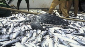 Luonto lähellä: Luonto lähellä 8.2.: 08.02.2016 14.47