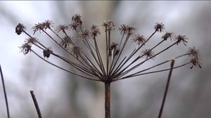 Yle Uutisluokka Triplet: Talventörröttäjät odottavat bongaajaansa rannoilla ja metsissä (S): 15.02.2016 12.58