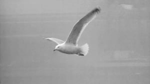 Lintuja Suomen varhaiskeväässä: 08.03.2016 10.50