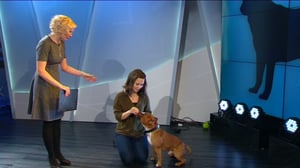 Ylen aamu-tv: Mitä koiran kanssa voi harrastaa?: 26.02.2016 08.41