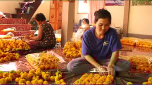 Yle Uutisluokka Triplet: Suomen marjasato vaurastuttaa Thaimaan syrjäkyliä (S): 02.03.2016 08.29