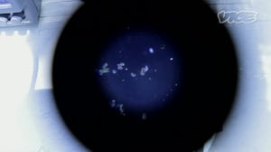 VICE: The Space Bear: 22.03.2016 12.00