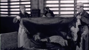 Kalevi-sedän kerho: karvari kertoo: 22.03.2016 15.30