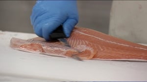 Yle Uutisluokka Triplet: Chilen myrkkylevät nostavat lohen hintaa Suomessa (S): 21.03.2016 10.33