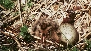 Varo - linnunpesä: 23.03.2016 09.30