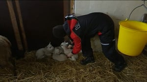 Yle Uutiset Itä-Suomi: Yle Uutiset Itä-Suomi 24-03-2016 Klo 17-06: 24.03.2016 16.36