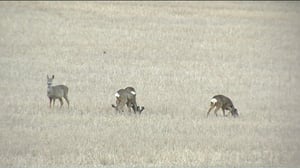 Yle Uutisluokka Triplet: Vihersillat ja kuivapolut vähentävät eläinkolareiden määrää (S): 30.03.2016 09.54