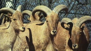 Korkeasaari 100 vuotta: 12.04.2016 12.10