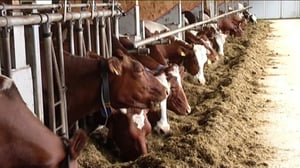 Yle Uutiset Pohjanmaa: Yle Uutiset Pohjanmaa 14-04-2016 Klo 17-06: 14.04.2016 16.42