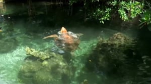 Floridan kilpikonna: 28.04.2016 06.44