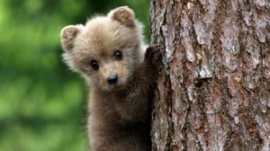 Pohjoisen karhut (12): 29.10.2015 16.00