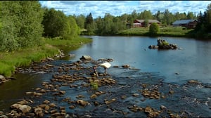 Jokiemme helmet: Kyrönjoki: 09.05.2016 09.04