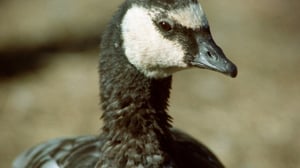 Väärällä maalla (7): 25.03.2016 18.10