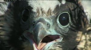 Linnustomme aateliset (S): 10.04.2016 12.40