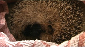 Yle Uutisluokka Triplet: Siili-Seppo hoitaa sairaita siilejä (S): 11.09.2016 11.42