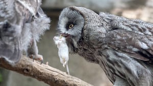 Yle Uutisluokka Triplet: Pöllöt pakastavat ruokaa talven varalle (S): 26.10.2016 11.12