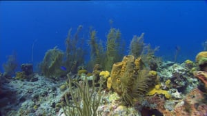 Erikoiset merenelävät: 20.08.2016 10.55