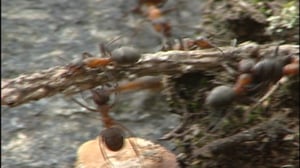 Selkärangatonta menoa: 23.07.2016 18.24