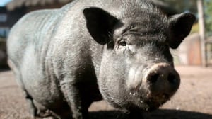 Eläimellistä menoa Norjassa: 18.06.2016 18.30