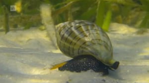 Erikoiset merenelävät: 06.08.2016 10.55