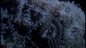 Erikoiset merenelävät: 18.09.2016 08.55