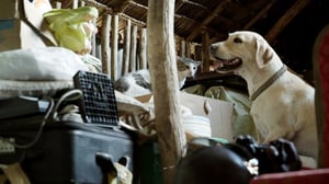 Norsunluukoira: 08.11.2016 00.01