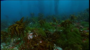 Erikoiset merenelävät: 17.11.2016 13.15