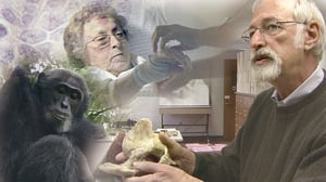 Tiededokumentti: Sairauksien alkuperä: 28.06.2016 17.00