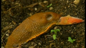 Selkärangatonta menoa: 09.07.2016 18.24