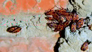 Tiededokumentti: Tuholaiset uhkaavat: 21.07.2016 17.00